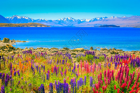 新西兰Tekapo湖 和南岛的木偶花田图片