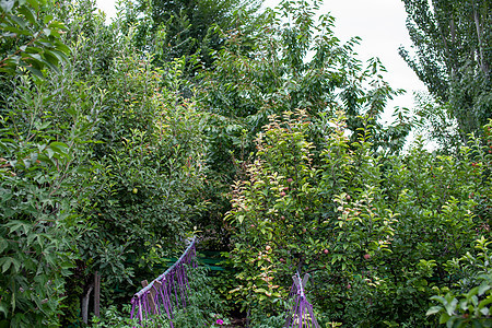 一座由果树组成的大型家庭园圃 一个美丽而稠密的花园水果草地风光天空园艺田园阳光农业环境村庄图片