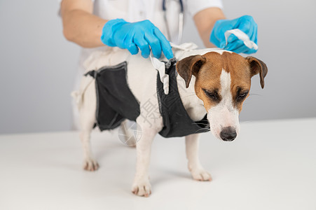 外科手术后 医生给杰克罗素泰瑞尔的狗盖毯子款待邮政切除术消毒苗圃工作室女性纺织品犬类程序图片