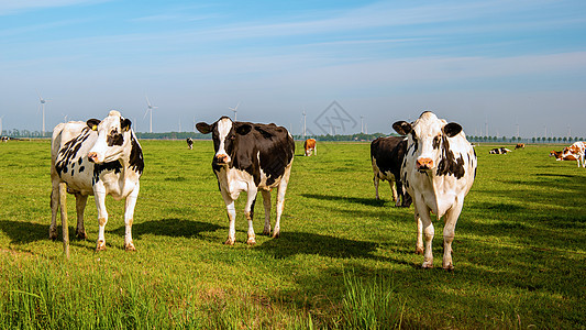 荷兰阳光明媚的春日天气期间外面的荷兰奶牛群家畜美化哺乳动物农田牛奶照片摄影牧场草地草原图片