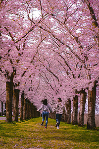 情侣在樱花盛开的小巷里 一排排盛开的樱花树的公园图片