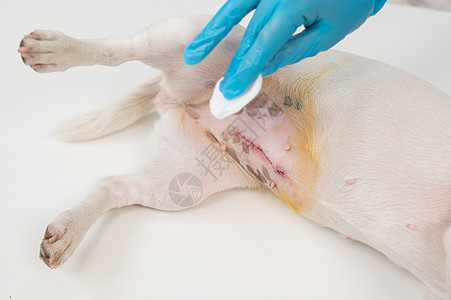 兽医在手术后会给狗缝上缝合线伤害疾病感染愈合腹部药品疼痛外科消毒病人图片