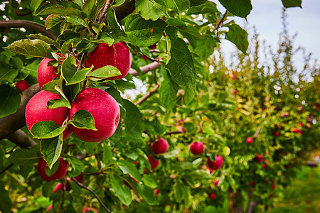 苹果树枝长长长的苹果果园树行 重点是树枝上的红苹果群背景