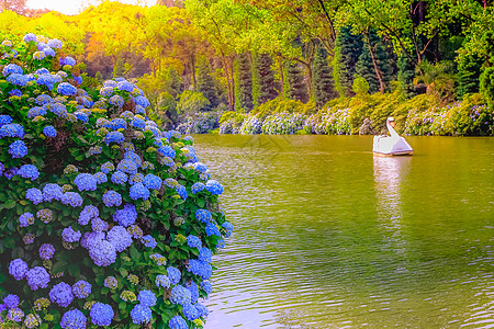 Lago Negro 与Hydrangeas的风景 巴西南部春季格拉马多柏树旅行蓝色脚踏船旅游闲暇传统公共公园天鹅假期图片