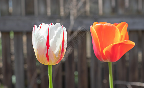 红色郁金香花选择性的焦点 花园里的郁金香有白色和红色的绿叶 模糊的背景 在温暖的晴天 在草丛中生长的一朵花 与郁金香的春天和复活节自然本底公背景