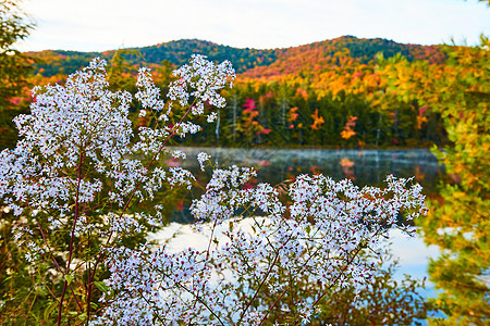 美丽的白花和粉红花丛 紧靠雾密湖边 森林落在后面图片