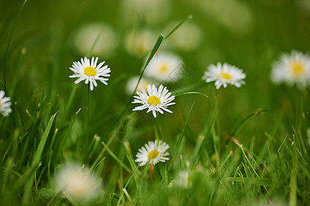 草坪上野生的普通仙女 草坪上常见的小仙女场地农场生长花园环境自由叶子植物后院花朵图片
