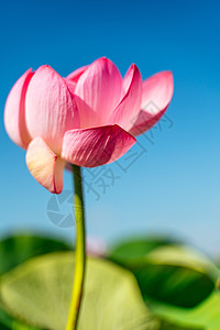 一朵粉红色的莲花在风中摇曳 以他们的绿叶为背景 自然环境中湖上的莲花场植物群草药花粉花朵池塘百合植物花园叶子荷花图片