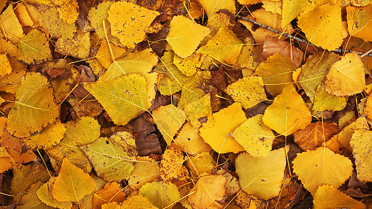你好十一月黄色叶子的背景 美丽的秋叶躺在茂密的地毯上 从上面看杨树的落叶季节木头风格主持人金子植物学公园装饰品装饰土地背景