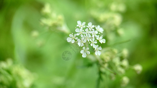 绿色模糊花岗背景上常见的麻雀图片