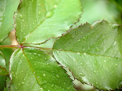 玫瑰叶 表面有雨滴的落叶图片