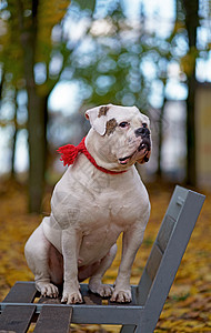 快乐的可爱狗在公园里玩美洲斗牛犬 橙色黄金秋天的概念犬类黄色宠物朋友季节森林叶子树叶哺乳动物小狗图片