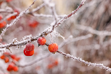 一些红莓 有冻冻和冰晶 在冬季背景下分离出来图片