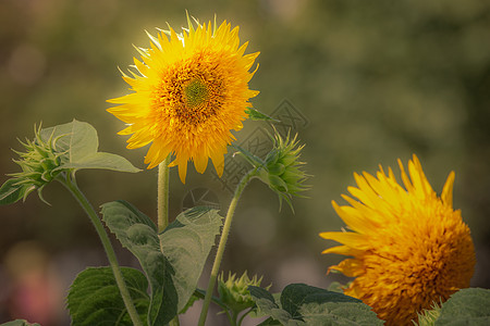 盛开的一朵鲜花头 法国春节时园林图案花瓣花粉紫色菜园摄影叶子花园植物学植物图片