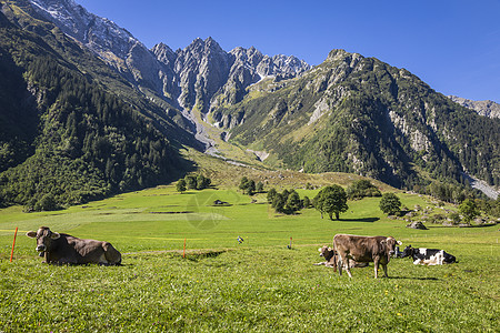 瑞士瑞士阿尔卑斯山 恩加迪德河谷的阿尔卑斯山牛雪山农场草地高地目的地文化哺乳动物牧场牛铃日落背景
