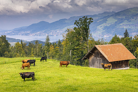 瑞士伯尔尼山和有奶牛的高山农场 瑞士因特拉肯高地爬坡假期地方风景动物牧场旅游目的地松树图片