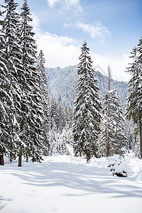 美丽的冬季风景 树木不下大雪小路场景踪迹森林气候天气季节树篱隧道胡同图片