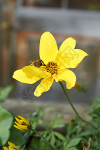 带蜜蜂的黄花图片