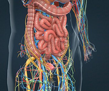 消化系统 神经系统和血管通道以及疼痛压力腹痛经期治疗厌食症癌症身体腹部药品图片