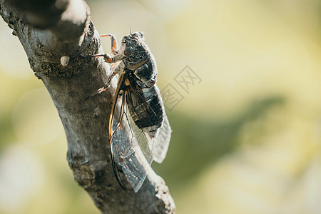 夏天 一只蝉坐在无花果树上 特写镜头 高歌唤女 强烈的蝉鸣声 选择性焦点环境唱歌荒野生活森林噪音动物树木漏洞季节图片