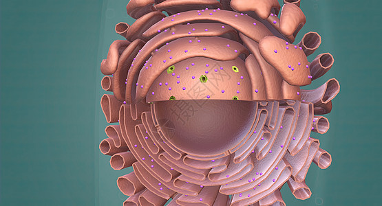 Golgi综合体是一个有机器官 存在于大部分的表情细胞中液泡染色质微生物学骨架细胞壁细胞膜核糖体区域核膜植物图片