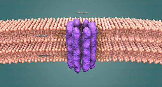 核膜是包围细胞核的双层结构 染色体位于此处骨架核糖体基质细胞学微生物学动物染色质生物学粒粒细胞图片