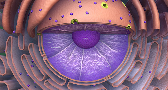 Golgi综合体是一个有机器官 存在于大部分的表情细胞中生物液泡细胞学核膜微生物学粒粒植物染色质细胞质基质图片