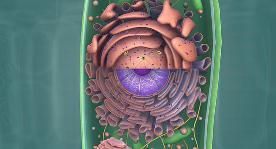 Golgi综合体是一个有机器官 存在于大部分的表情细胞中植物细胞质细胞学微生物学区域基质染色质动物粒粒生物图片
