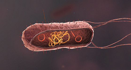 细菌是一种简单的生命形式 被称为prokaryotes细胞膜生物感染细胞壁牙关质粒细胞疾病生物学螺旋体图片