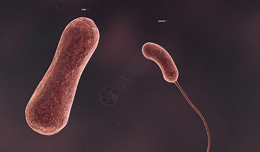 固体细胞壁决定了细菌的形状瘟疫淋病梅毒霍乱牙关生物学伤口鞭毛微生物学球形图片