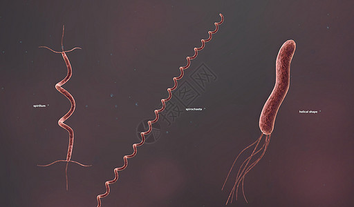 固体细胞壁决定了细菌的形状生物伤口疾病螺旋形球形微生物学鞭毛感染霍乱细菌学图片