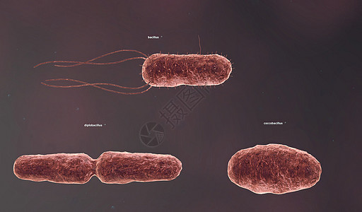 固体细胞壁决定了细菌的形状感染微生物学生物淋病大都会螺旋形细胞牙关疾病生物学图片