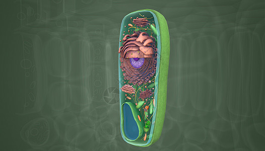 细胞是生命的基本单位 植物细胞被厚厚 硬的细胞墙所包围基质生物骨架细胞壁细胞学微生物学液泡生物学动物核膜图片