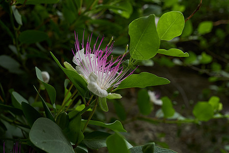 灌木丛蔬菜花瓣植物学植物紫色花园植物群跳跃叶子荒野图片