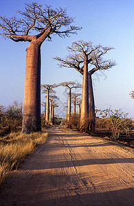 Baobab大道 du Baobab大街森林植被旅行胡同树木旅游石竹植物群全景热带图片