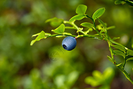 灌木丛上准备的野生蓝莓 有选择的重点荒野叶子植物小吃蓝色水果营养覆盆子森林季节图片