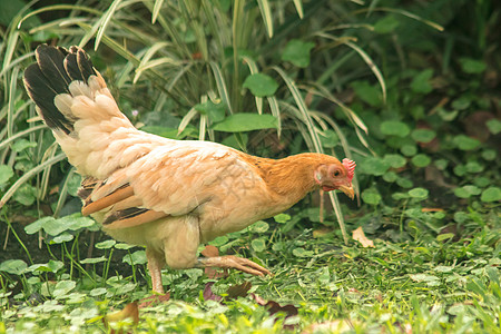 家禽在草坪上步行以获取食物羽毛男性生物母鸡公鸡传单女性小鸡工作室翅膀图片