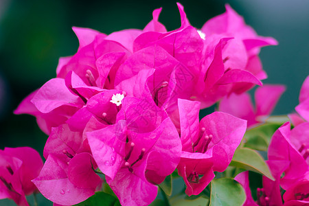 九重葛布干维尔花束 粉红色 盛开园艺生长植物群季节墙纸植物热带植物学投标阳光背景
