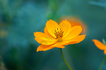 宇宙 墨西哥 Aster 黄色开花亮度生长活力植物美化花粉花束植物学阳光热带图片