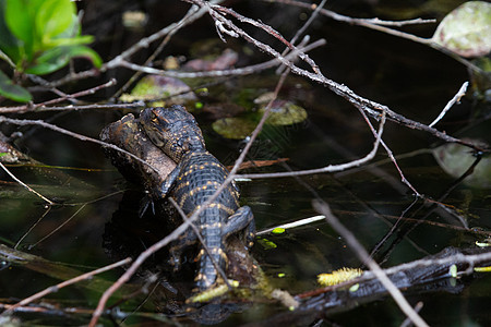 一个年轻的美国鳄鱼 躲在植物和睡眠之间皮肤短吻鳄危险荒野沼泽地两栖捕食者旅行猎人爬虫图片
