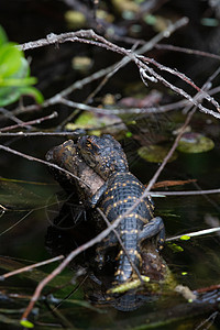 一个年轻的美国鳄鱼 躲在植物和睡眠之间短吻鳄动物野生动物爬虫猎人食肉旅行危险沼泽地蜥蜴图片