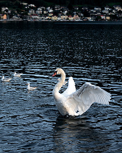 白天鹅在湖中游泳翅膀脖子羽毛鸟类动物园池塘天鹅动物鸭子家庭图片