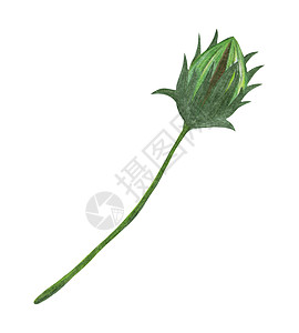 手画绿色托皮纳布花生芽 在白色背景上孤立铅笔艺术草本插图花园蜡笔向日葵芽植物群手绘磨碎图片