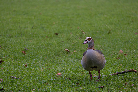 鹅站在草地上 美丽的鸟儿站在公园里 埃及鹅的肖像草原自然鸟类鸭子水禽家禽动物场地绿色荒野图片