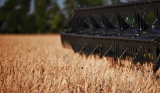 农业联合收割机在收获成熟小麦期间在田间 结合在麦田工作 收获期间的收割机 联合收割机收割庄稼 收割工具的特写谷物设备农田工作生产图片