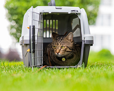 一只在绿草地外的航空母舰 正在沉睡安全冒险植物群兽医运输场地旅行盒子小猫动物图片