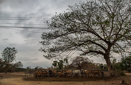 养牛场中的牛群 泰国农村人的土著畜牧农场图片