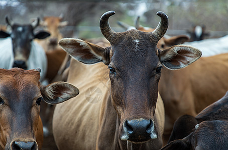 农场牛棚里本地物种的棕色角牛 食品奶牛场 泰国农村人的本地奶牛场畜牧业鼻子团体牛肉毛皮动物农业生物国家牛栏图片