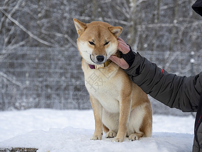 日本红大皮狗在冬季森林里 美丽的白月伊奴的肖像 在雪上玩耍宠物血统毛皮犬类柴犬朋友降雪动物哺乳动物季节图片