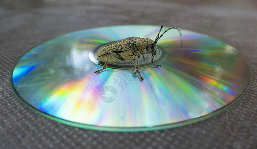 长角甲壳虫的宏观镜头 坐在一张CD上天牛天线植物动物收藏触角鞘翅目动物群摇滚乐甲虫图片